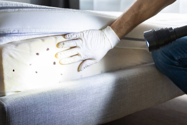 Reliable Hamlet, IN Pest Control Solutions