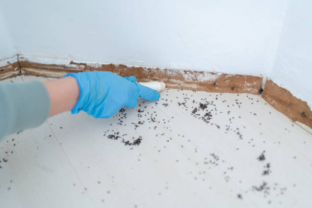Best Emergency Pest Control  in Hamlet, IN